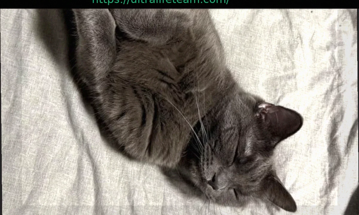 Фотограф благодарит Grok AI за спасение жизни своей кошки